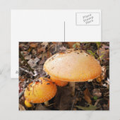 Carte Postale Champignons (Devant / Derrière)