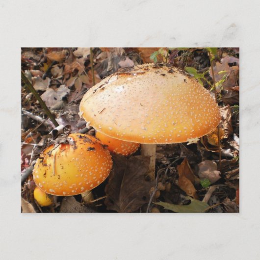 Carte Postale Champignons (Devant)