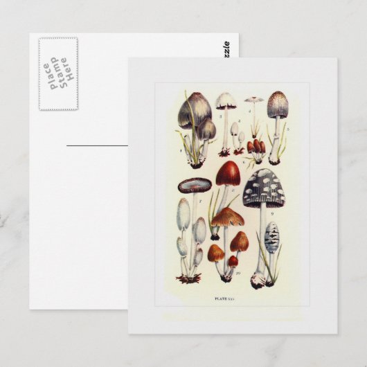 Carte Postale Champignons (Devant / Derrière)
