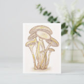 Carte postale Champignons (Debout devant)
