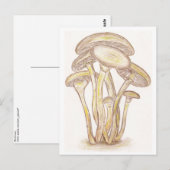 Carte postale Champignons (Devant / Derrière)