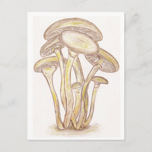 Carte postale Champignons (Devant)