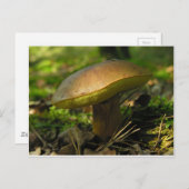 Carte Postale Champignons (Devant / Derrière)