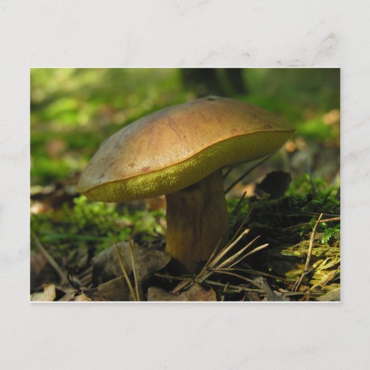 Carte Postale Champignons (Devant)