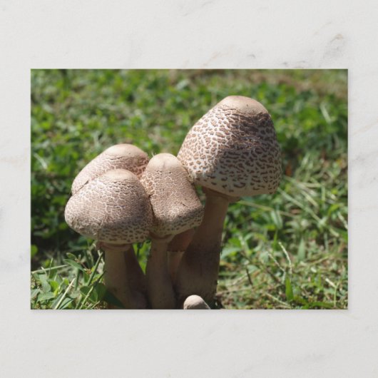 Carte Postale Champignons (Devant)