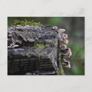 Carte Postale Champignons
