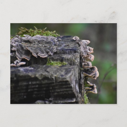 Carte Postale Champignons (Devant)