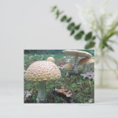 Carte Postale champignons (Debout devant)