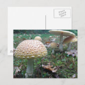 Carte Postale champignons (Devant / Derrière)