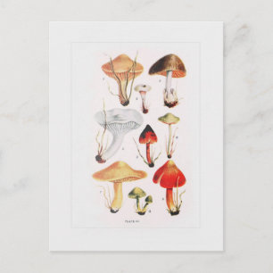 Carte Postale Champignons