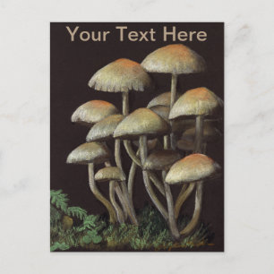 Carte Postale Champignons