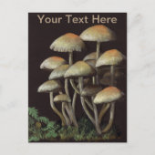 Carte Postale Champignons (Devant)