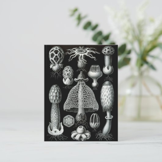 Carte Postale Champignons (Debout devant)