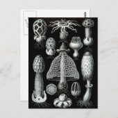 Carte Postale Champignons (Devant / Derrière)