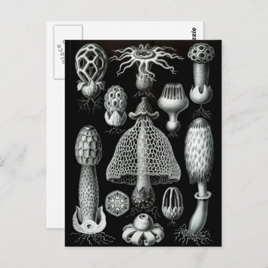 Carte Postale Champignons (Devant / Derrière)