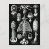 Carte Postale Champignons (Devant)