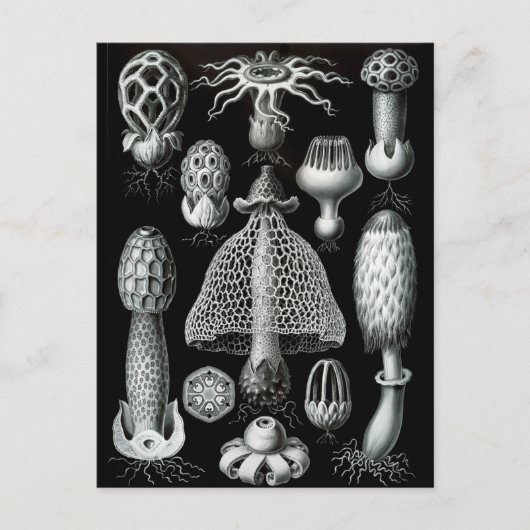 Carte Postale Champignons (Devant)