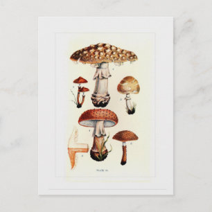 Carte Postale Champignons