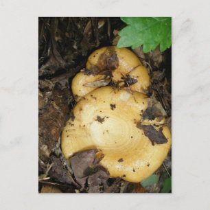 Carte postale Champignons à sonnettes jaunes