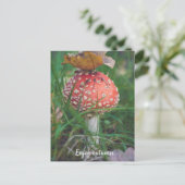 Carte Postale Champignons agariques à la mouche rouge (Debout devant)