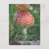 Carte Postale Champignons agariques à la mouche rouge (Devant)