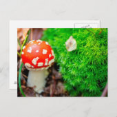 Carte Postale Champignons agariques volants (Devant / Derrière)