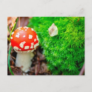 Carte Postale Champignons agariques volants
