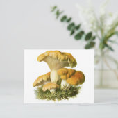 Carte Postale Champignons anciens Imprimer 13 (Debout devant)