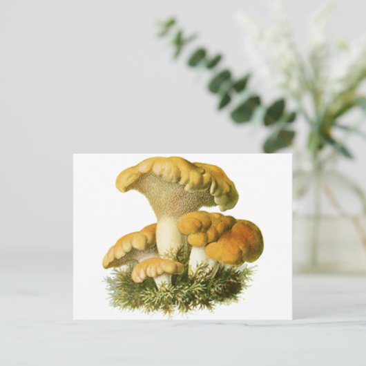 Carte Postale Champignons anciens Imprimer 13 (Debout devant)