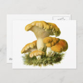Carte Postale Champignons anciens Imprimer 13 (Devant / Derrière)
