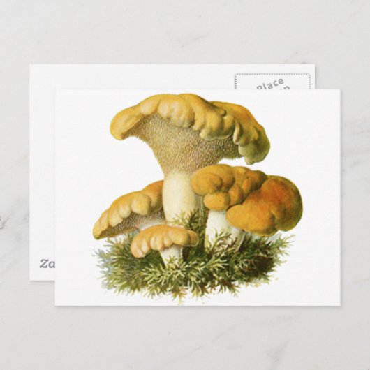 Carte Postale Champignons anciens Imprimer 13 (Devant / Derrière)