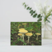 Carte Postale Champignons Au Sol De La Forêt (Debout devant)