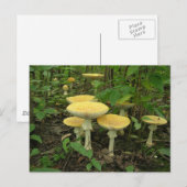 Carte Postale Champignons Au Sol De La Forêt (Devant / Derrière)