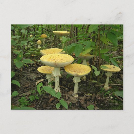 Carte Postale Champignons Au Sol De La Forêt (Devant)