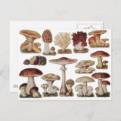 Carte Postale Champignons botaniques vintages (Devant / Derrière)