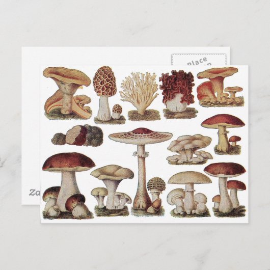 Carte Postale Champignons botaniques vintages (Devant / Derrière)
