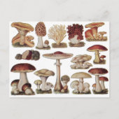 Carte Postale Champignons botaniques vintages (Devant)