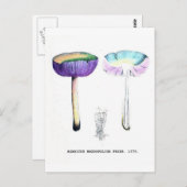 Carte Postale Champignons botaniques vintages (Devant / Derrière)