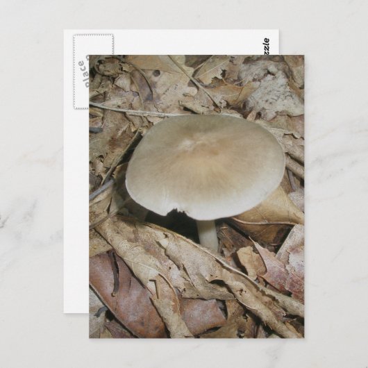Carte postale Champignons Brown (Devant / Derrière)