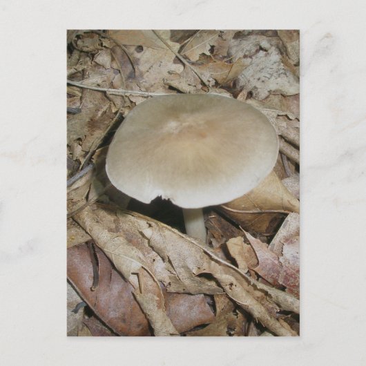 Carte postale Champignons Brown (Devant)