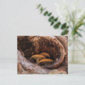 Carte Postale Champignons cachés (Debout devant)