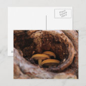 Carte Postale Champignons cachés (Devant / Derrière)