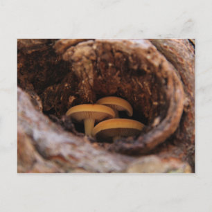 Carte Postale Champignons cachés