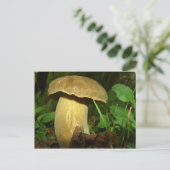 Carte Postale Champignons dans la forêt près (Debout devant)