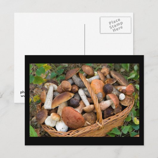 Carte Postale champignons d'automne (Devant / Derrière)