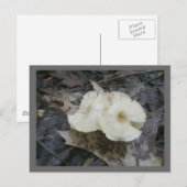 Carte postale Champignons de fleurs (Devant / Derrière)