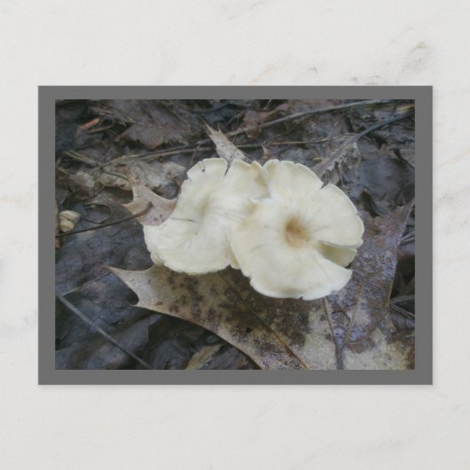 Carte postale Champignons de fleurs (Devant)