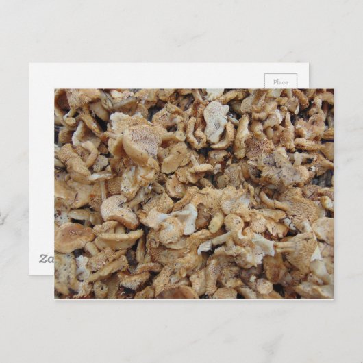 Carte Postale Champignons de Hérisson (Devant / Derrière)