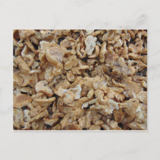 Carte Postale Champignons de Hérisson