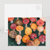 Carte Postale Champignons de jardin et tabourets (Devant / Derrière)